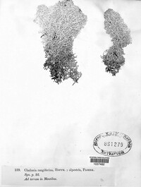 Cladonia rangiferina image